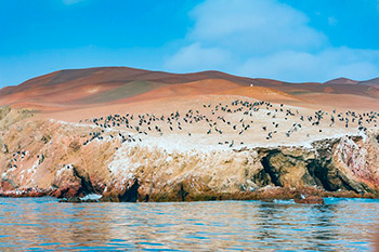 Reserve of Paracas